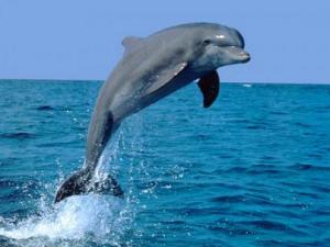 適当すぎ イルカとクジラの区別は なんとなく 動物ネタペディア