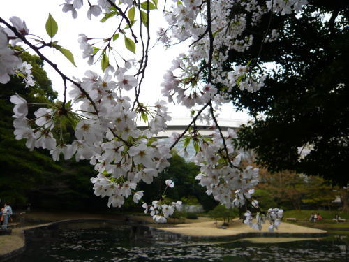 ブログ　桜