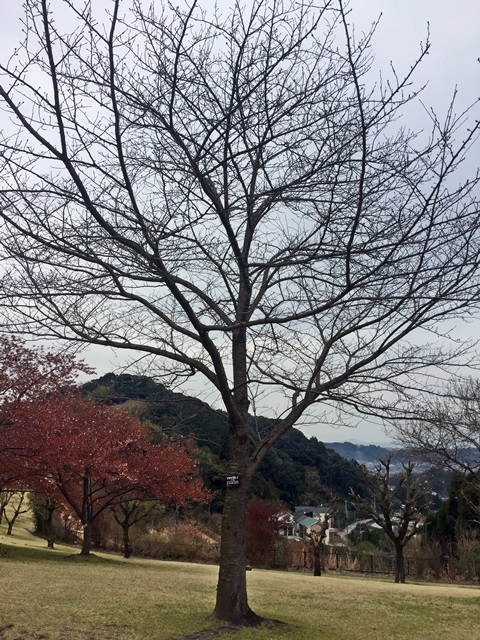 桜11
