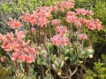 Cotyledon_orbiculata_-_pigs_ear_-_Cape_Point_-_South_Africa_2[1]