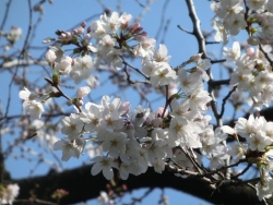 岡倉天心記念公園の桜