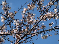 東京芸大の桜