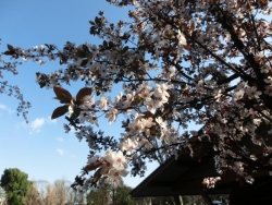 赤葉桜（アカバザクラ）スモモ