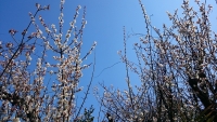 青い空と梅の花