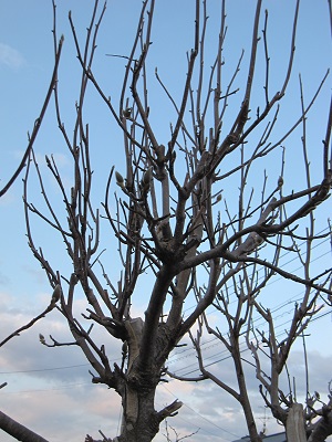 ハクモクレンの木