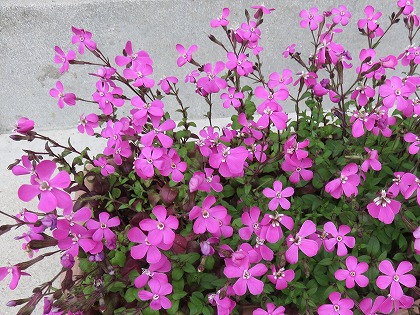 この花の名前なんていうの ３つの顔 蕊 を持ったピンクの花 シレネ カロリニアナ