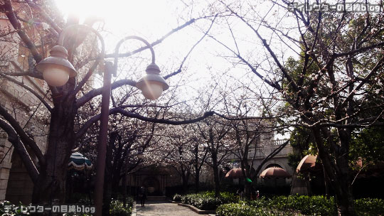 °○°まだ2分咲き…ミラコスタの桜2016＠東京ディズニー・シー（ピクニックエリア）