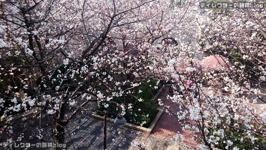 °○°まだ2分咲き…ミラコスタの桜2016＠東京ディズニー・シー（ピクニックエリア）