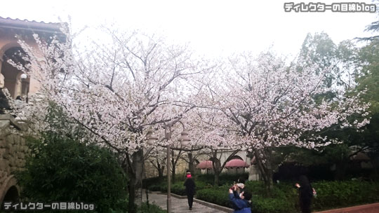 °○°ついに8分咲き…ミラコスタの桜2016と15周年の準備も着々と＠東京ディズニー・シー（ピクニックエリア）