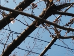桜開花１