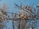 桜開花３