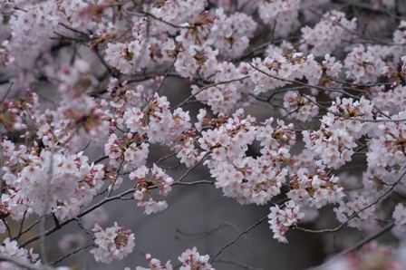 石神井川桜2