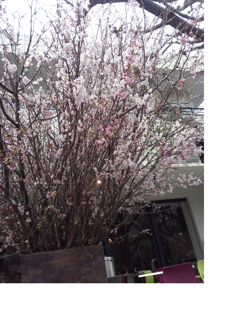 桜の植え込み