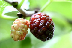 mulberry.jpg