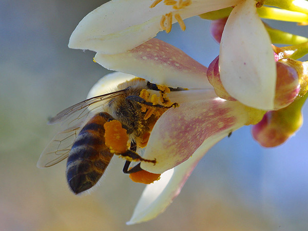 Bee_Pollen4.jpg