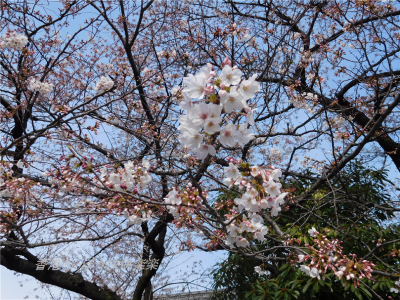 2016-03-28桜デート１３
