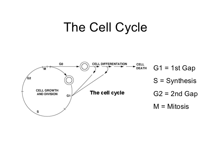 radiosensitivity-and-the-cell-cycle-chapter-4-jtl-3-728.jpg
