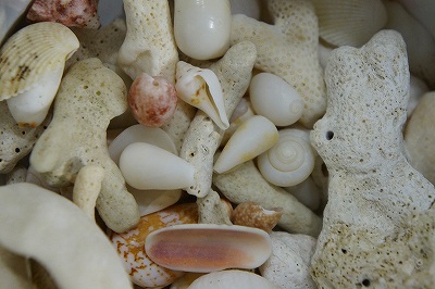 想い出の貝殻たち