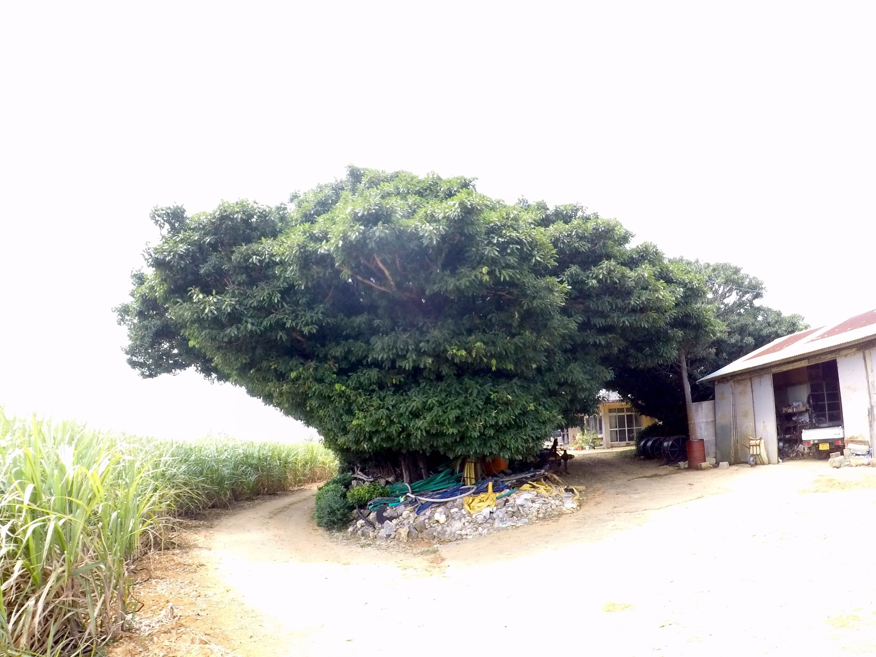 2016_0403_4_ガジュマルの巨木2