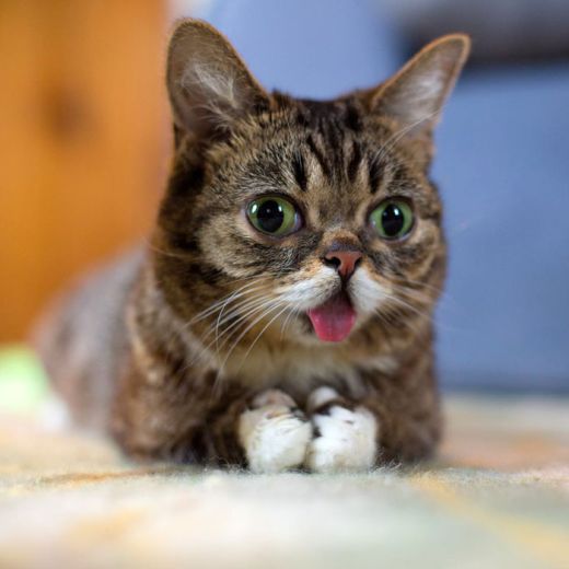 lil-bub-the-cat-sticks-tongue-out-7_s.jpg