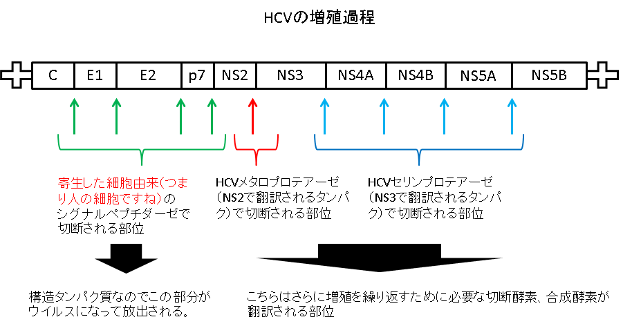 HCV2.png