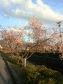 天童の早咲き桜・・・1本ばり！？