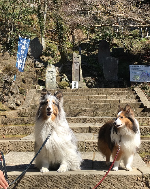 鎌倉散歩７