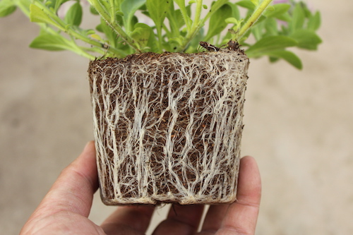 ペチュニア　灌水方法　根の張らせ方　育種　生産　販売　松原園芸　オリジナル品種