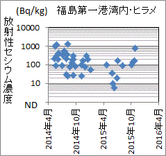 100(Bq/kg)オーダーの福島第一港湾のヒラメのセシウム濃度