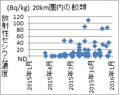 上昇傾向を示す福島第一２０圏内の鮫類のセシウム濃度