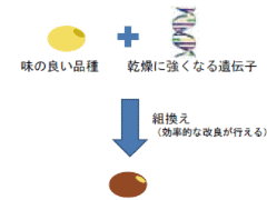 人工的に良い遺伝子同士を組み合わせる遺伝子組み換え