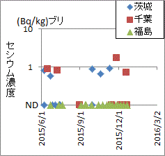 千葉や茨城に比べ低い福島のブリの検査結果