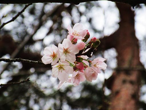 160321-202桜(S)