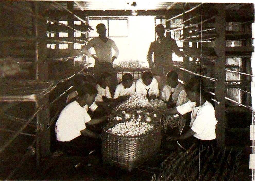 「佐渡万華鏡」 153－C　大正13年　明治43年に創立された佐渡農学校 養蚕の実習