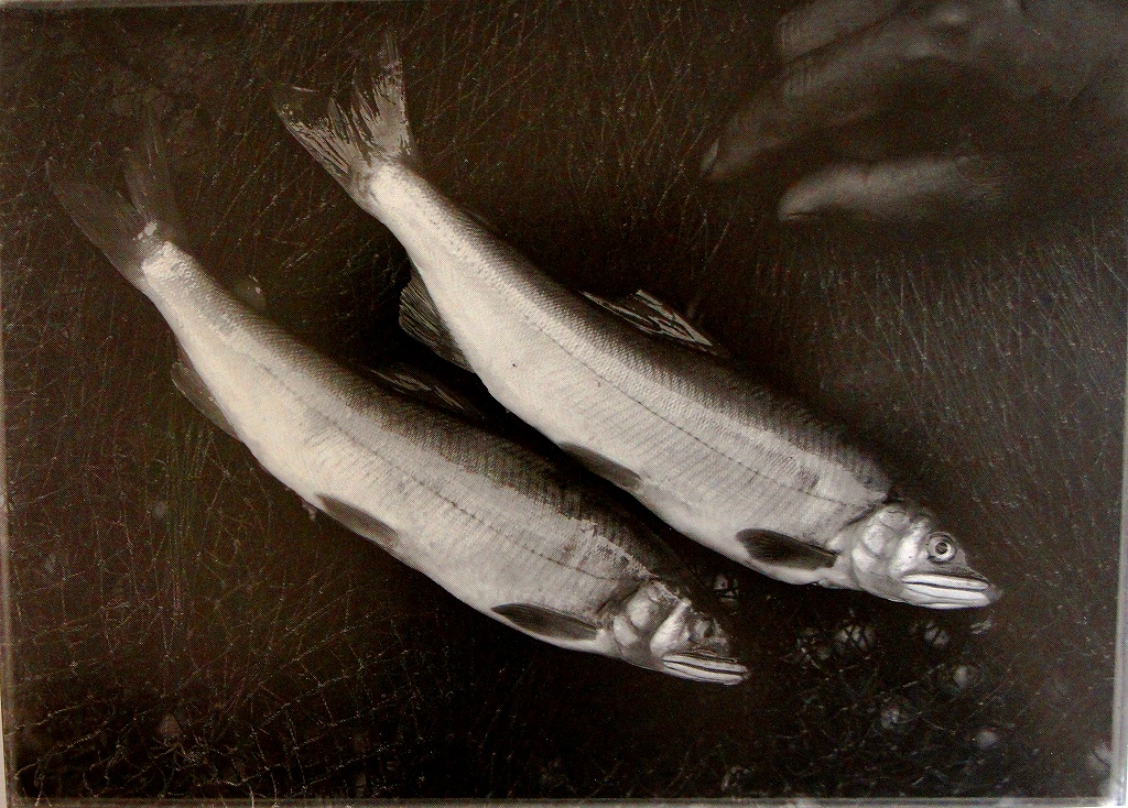 「佐渡万華鏡」 99　昭和初期　佐渡では、新鮮な海産物が豊富に捕れる