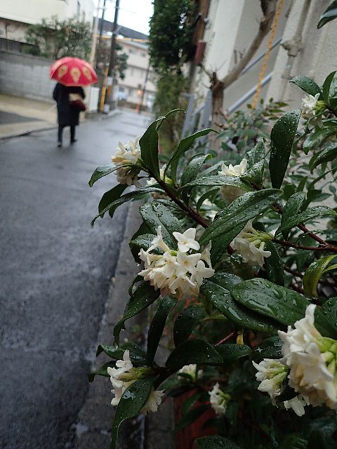 雨と沈丁花