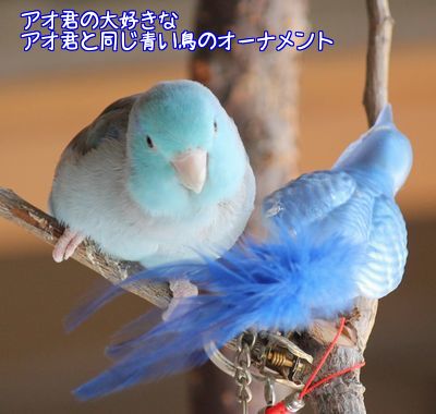 青い鳥1