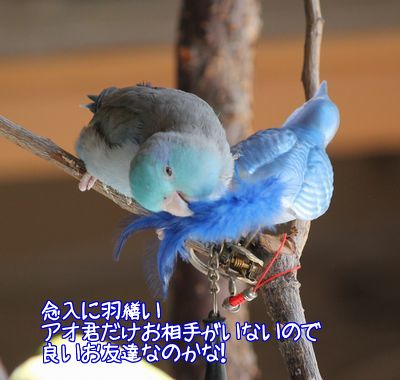 青い鳥2