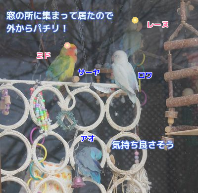 窓辺の鳥