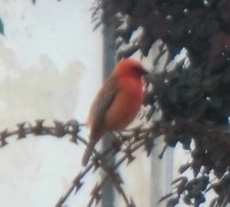 赤い鳥3
