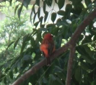 赤い鳥２
