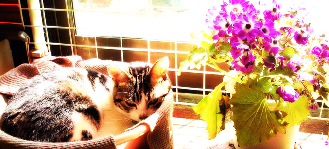 猫とお花