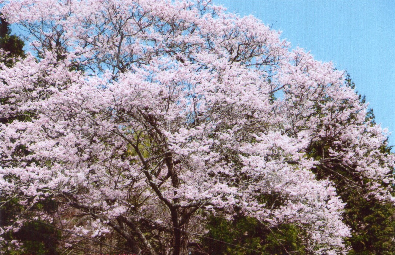 0414北斗星桜