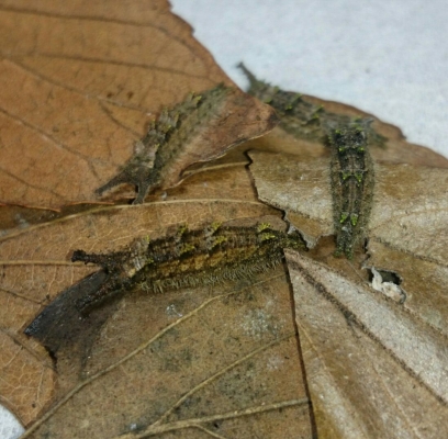 ブルーオオムラサキ幼虫２０１６－２