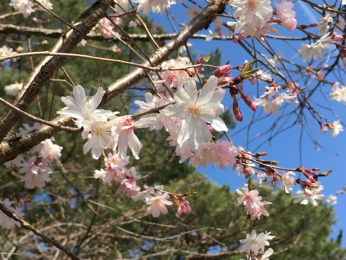 2016-03-29桜