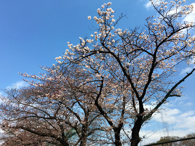 開花の進行が遅い2016年3月27日東京の桜２ by占いとか魔術とか所蔵画像
