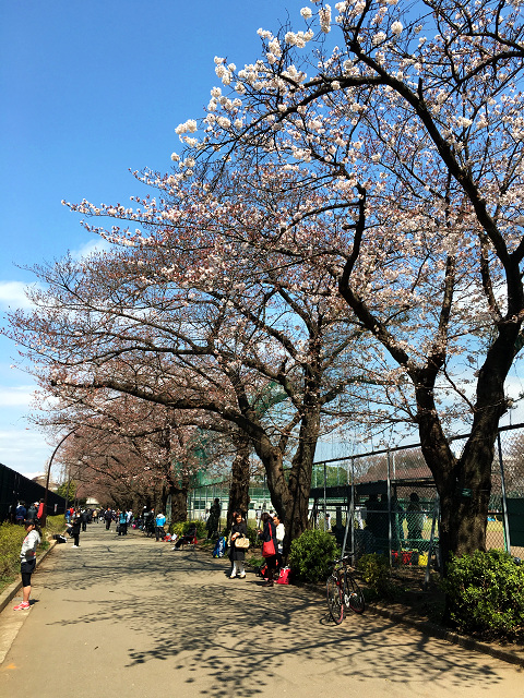 開花の進行が遅い2016年3月27日東京の桜３ by占いとか魔術とか所蔵画像
