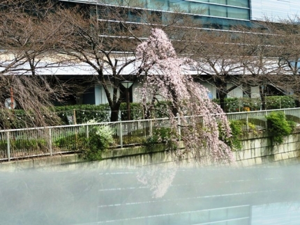 16-3-23　桜花