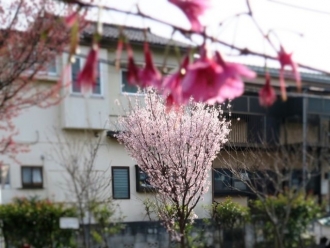 16-3-24　桜