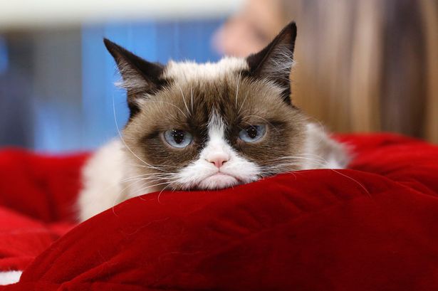 Grumpy-Cat-1.jpg